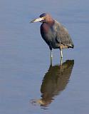 Little Blue Heron_29076